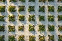 SRO_RA_08_13_182248_FH_7655-Custom