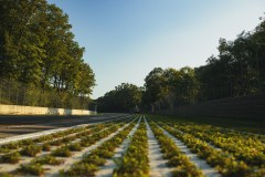 SRO_RA_08_13_182315_FH_7662-Custom